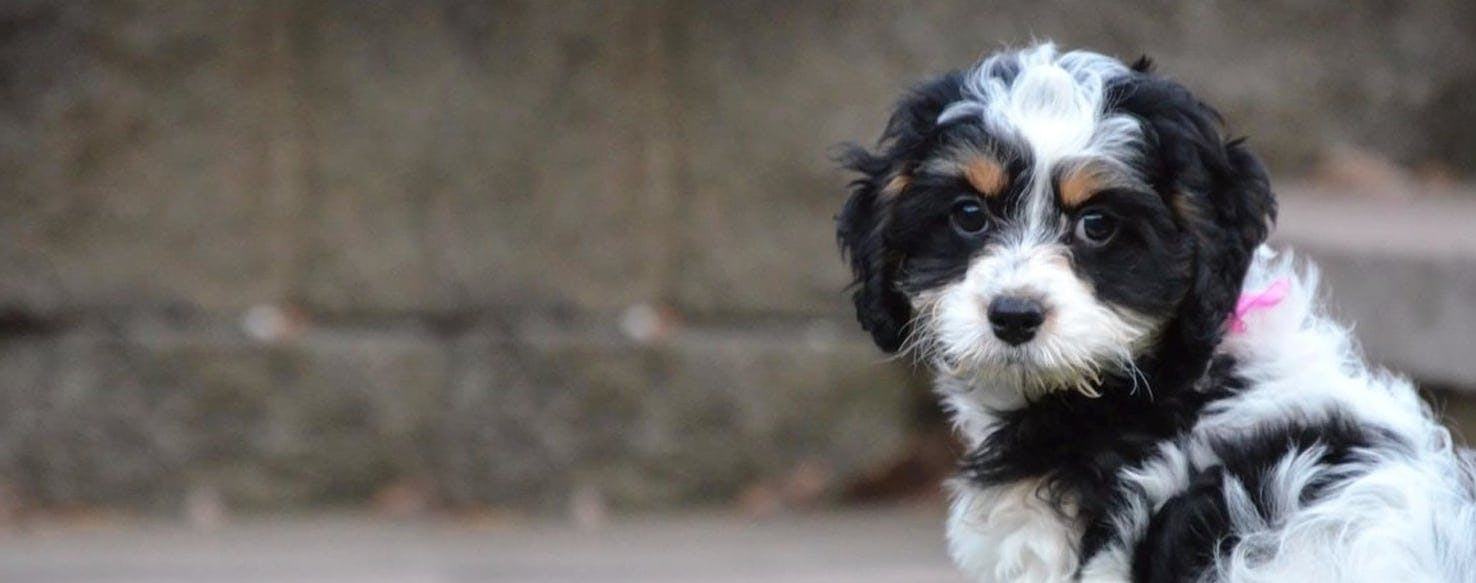 Springer spaniel and sales poodle